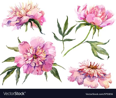 Watercolor Peony royalty free images .